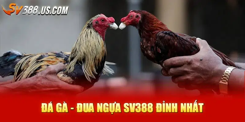 Trực Tiếp Đá Gà SV388 – Cược Thật, Gà Thật, Thắng Nhanh 2025 Đá gà - Đua ngựa SV388 đỉnh nhất